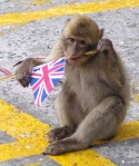 Monkeys are known to have monarchist sympathies